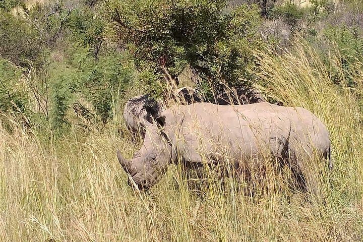 Pilanesberg National Park Full-Day Safari: Big Five, Birding & Volcanic Scenery photo 2