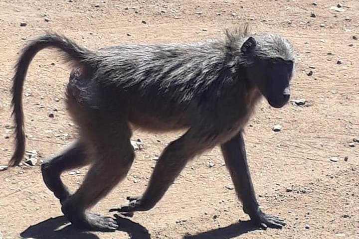 Pilanesberg National Park Full-Day Safari: Big Five, Birding & Volcanic Scenery photo 3