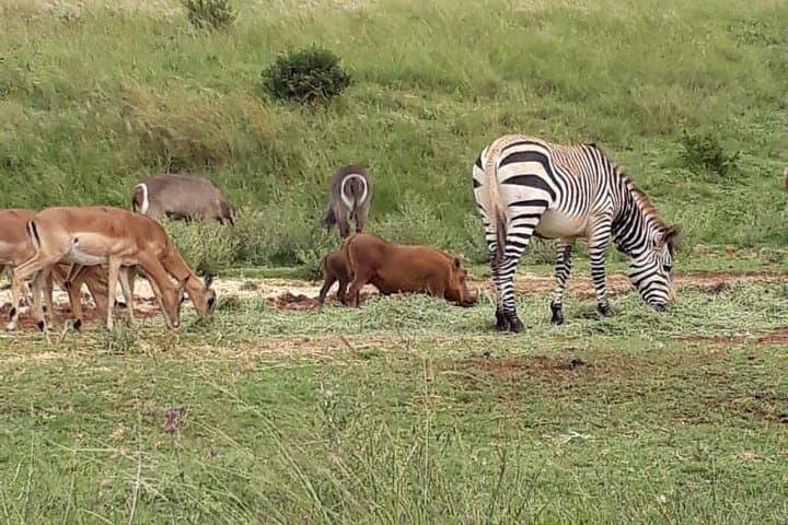 Pilanesberg National Park Full-Day Safari: Big Five, Birding & Volcanic Scenery photo 4