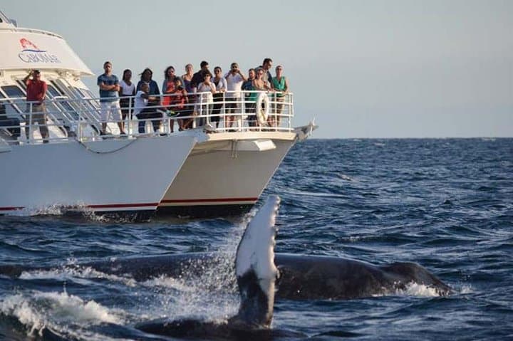 Whale Concert Discovery: Hydrophone Sunset Tour in Cabo San Lucas photo 3
