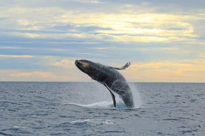 Cabo San Lucas Whale-Watching Discovery Cruise with Brunch or Dinner photo 4