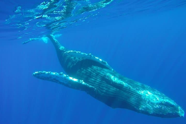 Cabo San Lucas Whale-Watching Discovery Cruise with Brunch or Dinner photo 5