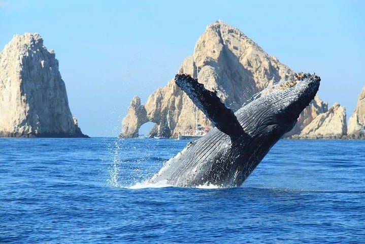 Cabo San Lucas Whale-Watching Discovery Cruise with Brunch or Dinner photo 6