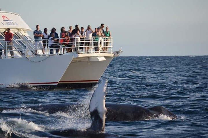 Cabo San Lucas Whale-Watching Discovery Cruise with Brunch or Dinner photo 3