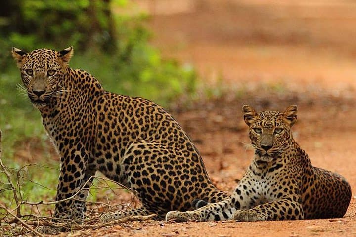 Private Wilpattu National Park Safari Day Trip from Colombo