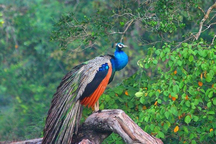 Private Wilpattu National Park Safari Day Trip from Colombo photo 2