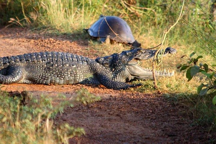 Private Wilpattu National Park Safari Day Trip from Colombo photo 3