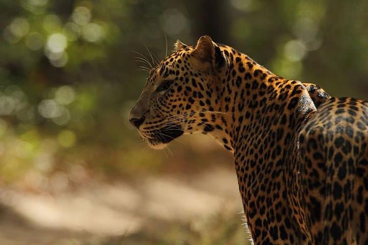 Private Wilpattu National Park Safari Day Trip from Colombo photo 5