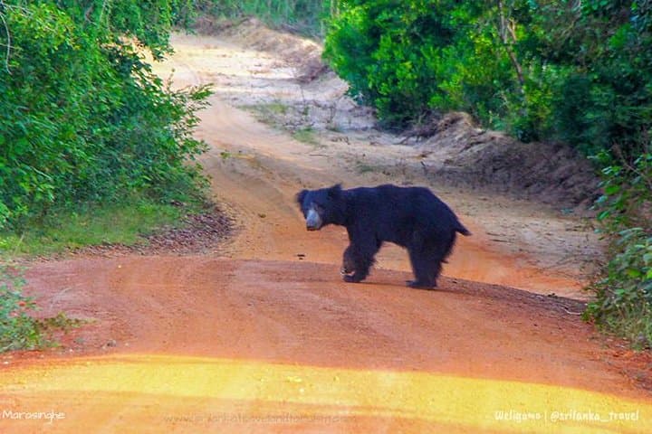 Private Wilpattu National Park Safari Day Trip from Colombo photo 6