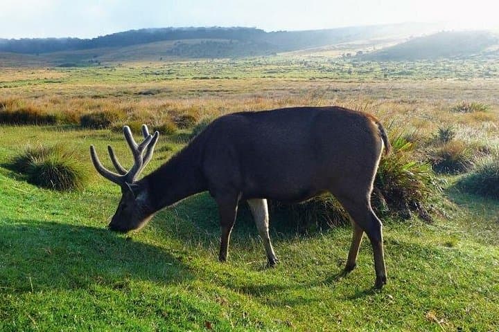 Horton Plains National Park: World's End Hike from Nuwara Eliya photo 4