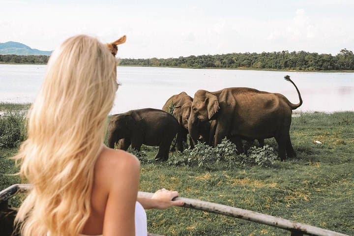 Highlights of Sri Lanka: 7-Day Cultural, Wildlife & Coastal Tour photo 5