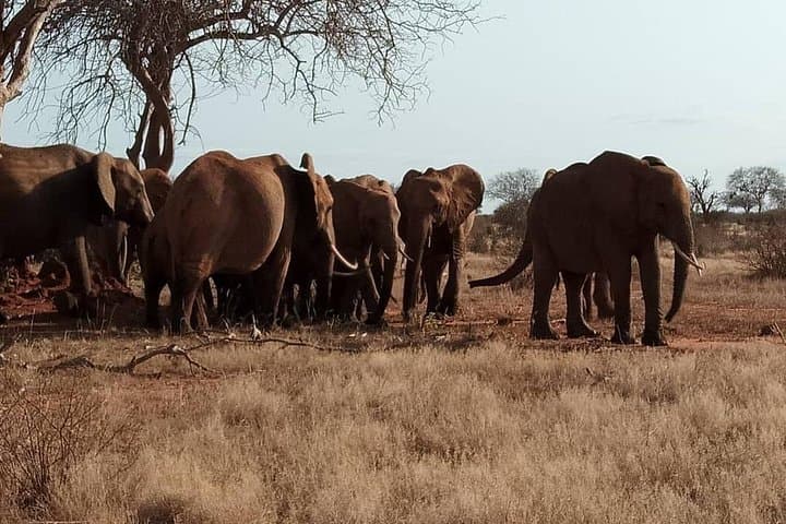 8-Day Masai Mara Migration Safari - Full Itinerary and Practical Guide