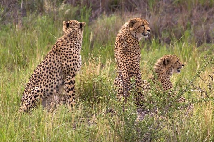 Ann van Dyk Cheetah Centre: Cheetah Runs & Conservation Tours Near Pretoria photo 2