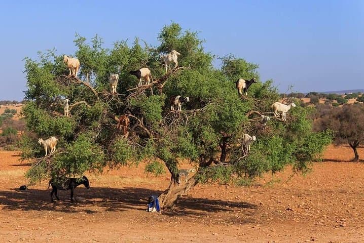 Agadir Day Trip from Marrakech: Beaches, Argan Groves & Kasbah Views photo 6