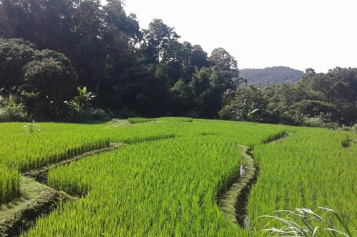 Doi Inthanon Day Tour: Summit Views, Twin Pagodas & Waterfalls from Chiang Mai photo 4