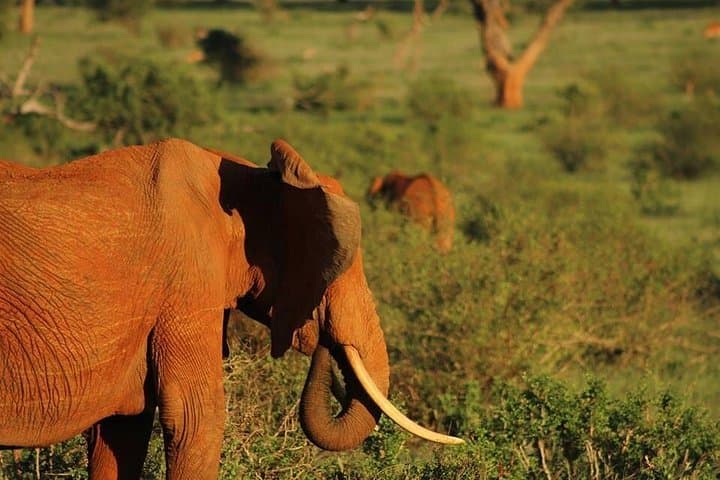2-Day Tsavo East Safari: Big Five Drives from Mombasa to Voi photo 2