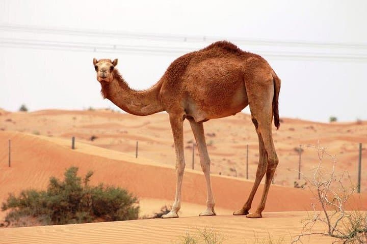 Camel Farm Visit in Dubai Desert: Ride, Photos & Bedouin Traditions photo 1