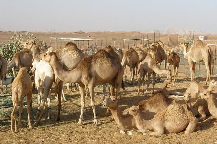 Camel Farm Visit in Dubai Desert: Ride, Photos & Bedouin Traditions photo 2