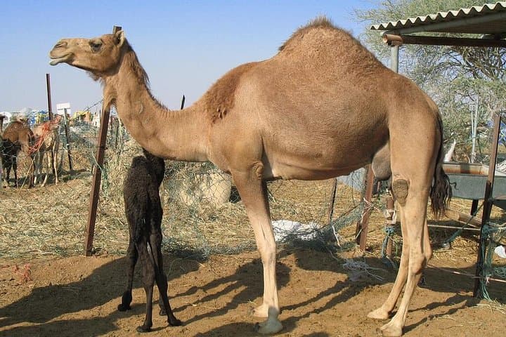 Camel Farm Visit in Dubai Desert: Ride, Photos & Bedouin Traditions photo 3