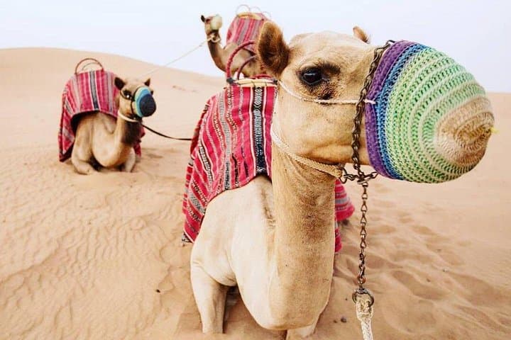 Camel Farm Visit in Dubai Desert: Ride, Photos & Bedouin Traditions photo 4