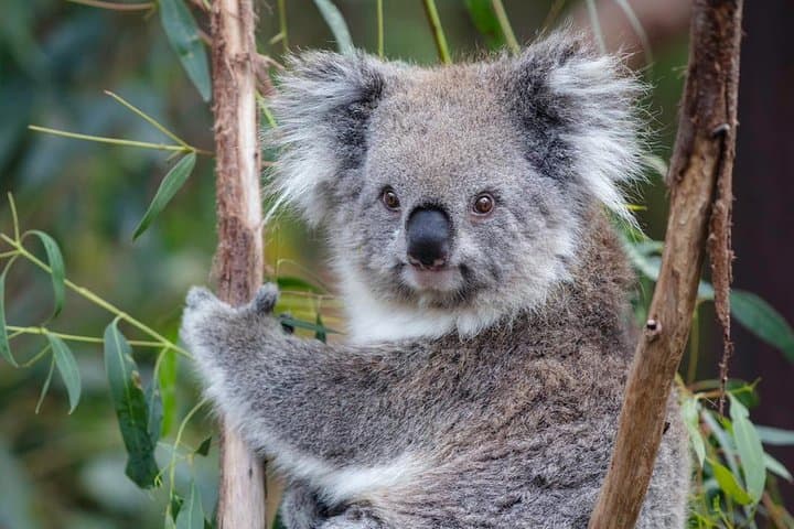 Great Ocean Road Day Tour: 12 Apostles, Otways & Wildlife from Melbourne photo 6