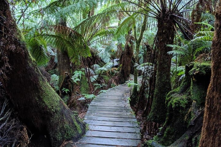 Great Ocean Road Day Tour: 12 Apostles, Otways & Wildlife from Melbourne photo 5