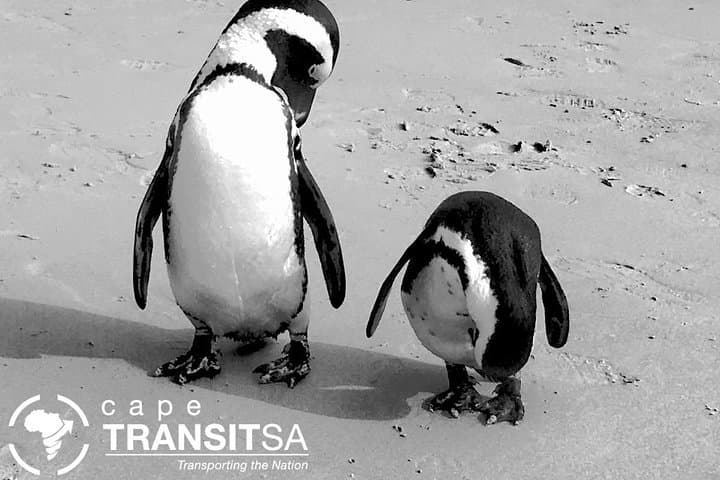 Private Cape Point and Cape of Good Hope Day Tour from Cape Town photo 2