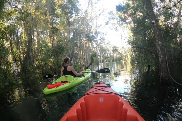Crystal River Full-Day Kayak Rental & Manatee Viewing Guide photo 2