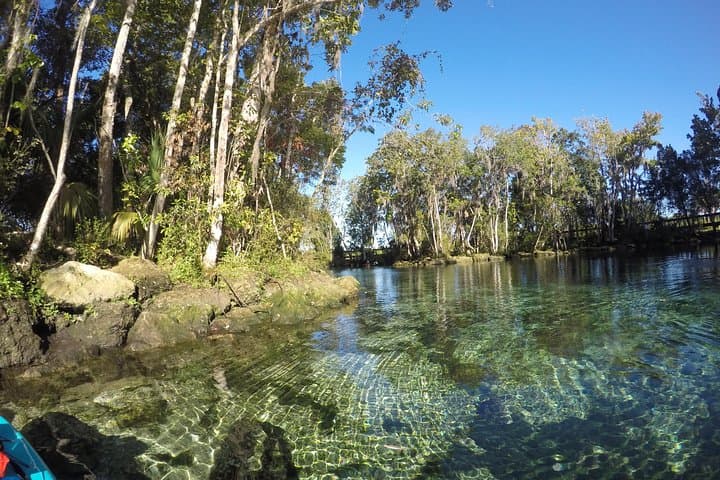 Crystal River Full-Day Kayak Rental & Manatee Viewing Guide photo 5