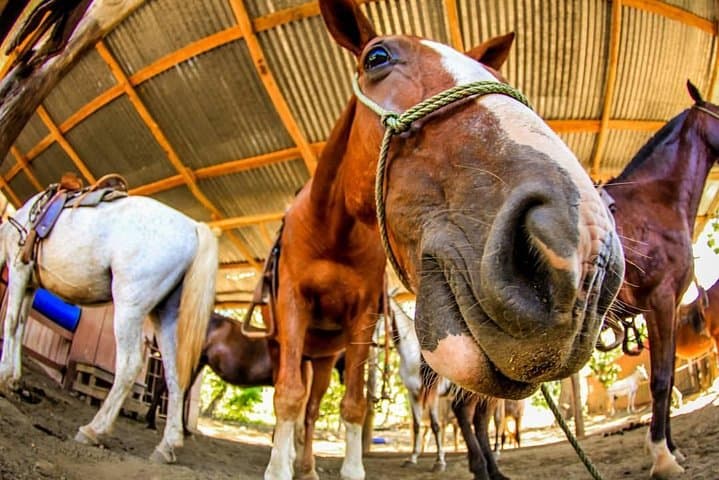 Jaco Combo: Waterfall Rappel, Jungle Horseback & Zipline at El Encanto photo 3