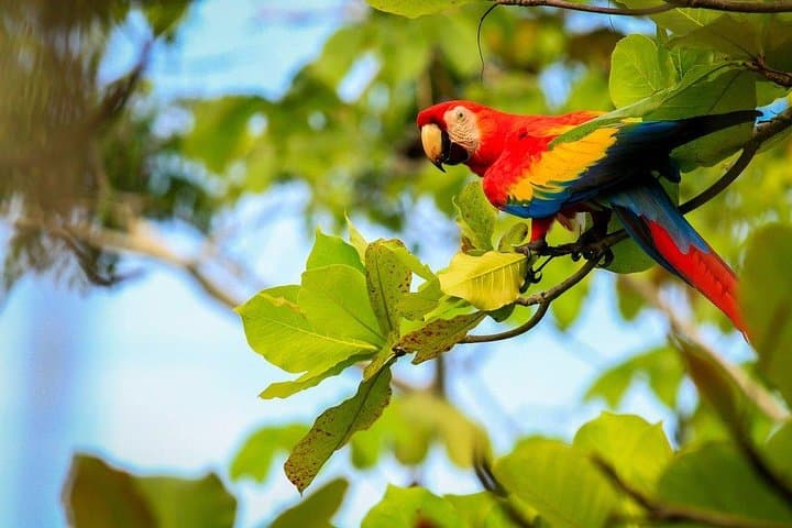 Horseback to El Encanto: Rainforest Ride & Waterfall Experience Near Jaco photo 6