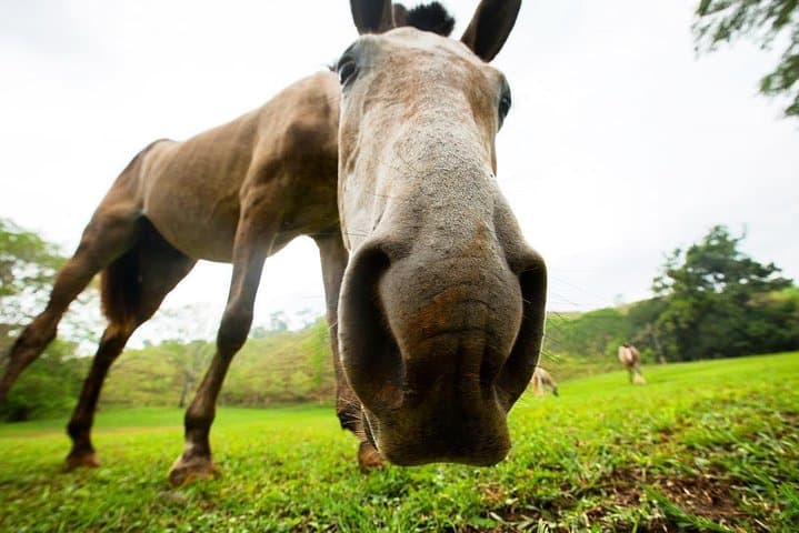 Horseback to El Encanto: Rainforest Ride & Waterfall Experience Near Jaco photo 5