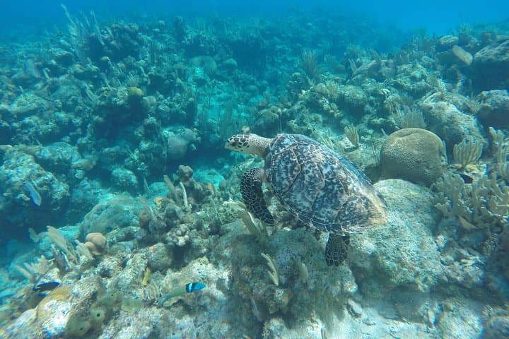 Roatan Sea Kayak, Reef Snorkel & Beach Swim Adventure photo 5