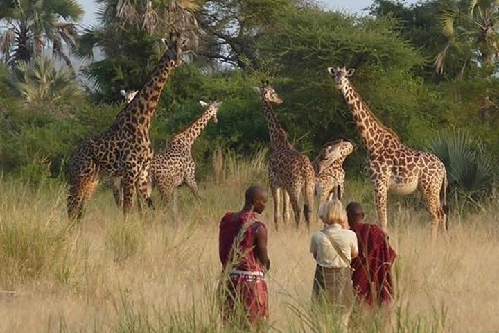 3-Day Private Maasai Mara Safari: Big Cats, Wildebeest Migration & Tented Camp