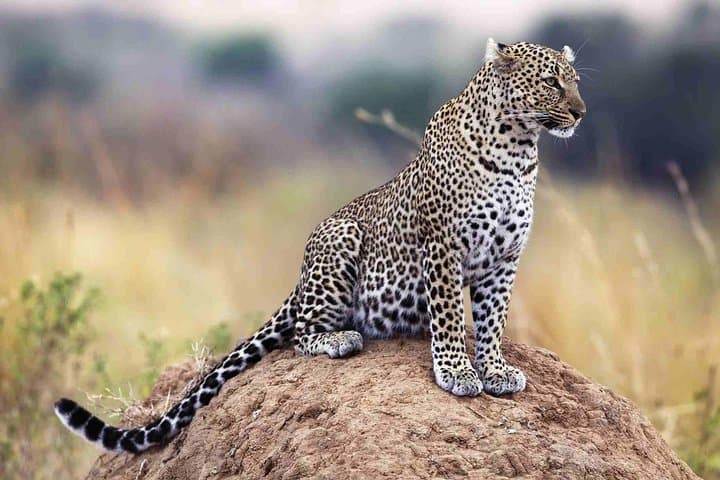 7-Day Kenya Budget Safari: Maasai Mara, Lake Naivasha, Nakuru & Amboseli photo 5