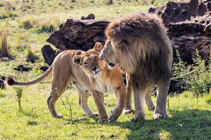 4-Day Best of Kenyan Wildlife Safari — Masai Mara & Lake Nakuru photo 6