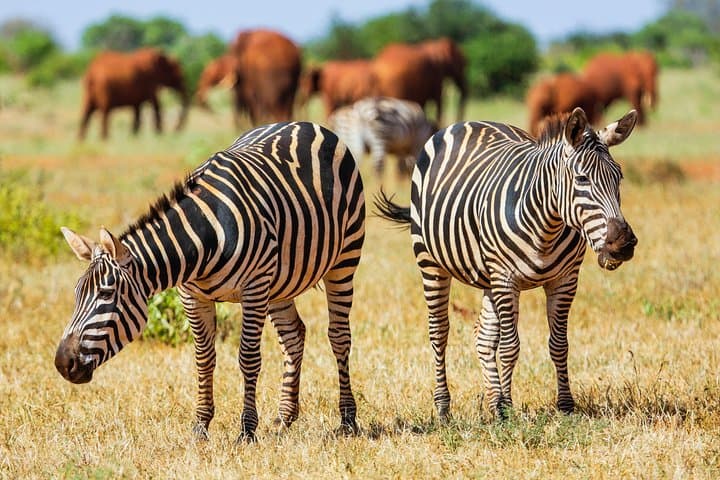 2-Day Tsavo East Safari from Mombasa: Red Elephants & Big Five Game Drives