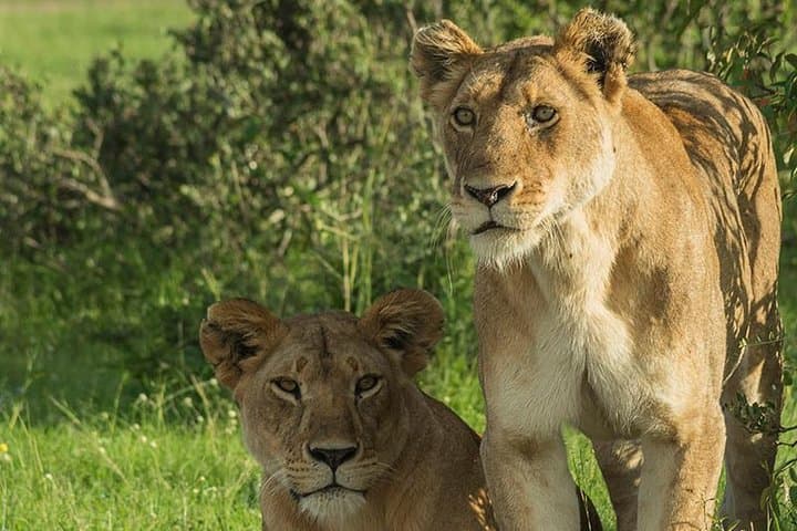 3-Day Tsavo National Park Safari — Tsavo East & West Wildlife Adventure