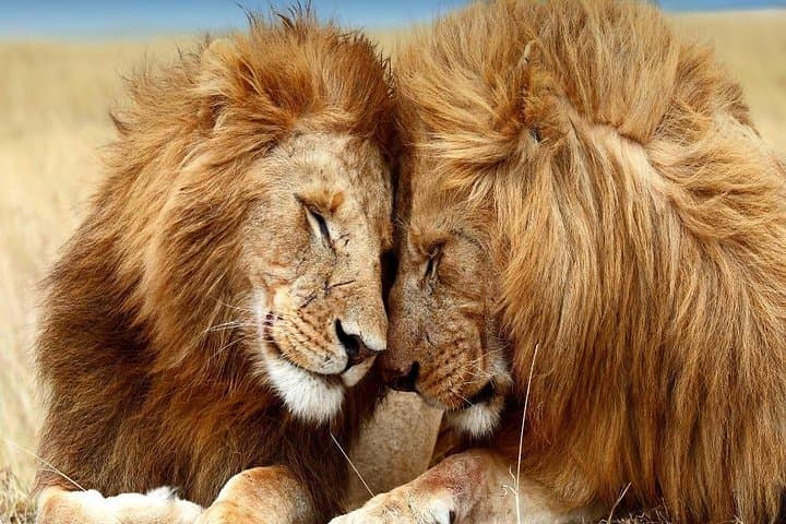 2-Day Tsavo East Safari from Mombasa: Red Elephants & Big Five Game Drives photo 2