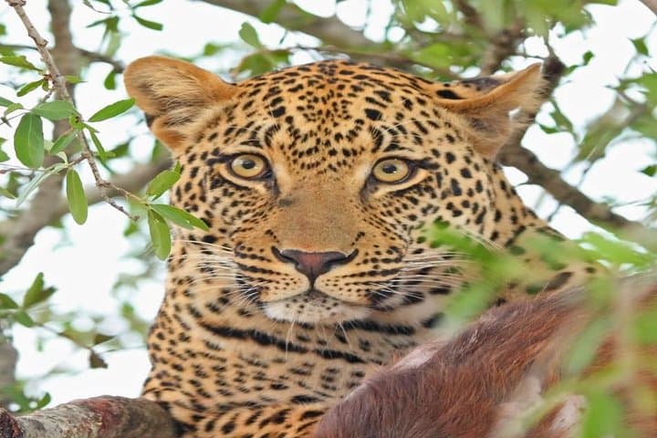 2-Day Tsavo East Safari from Mombasa: Red Elephants & Big Five Game Drives photo 3