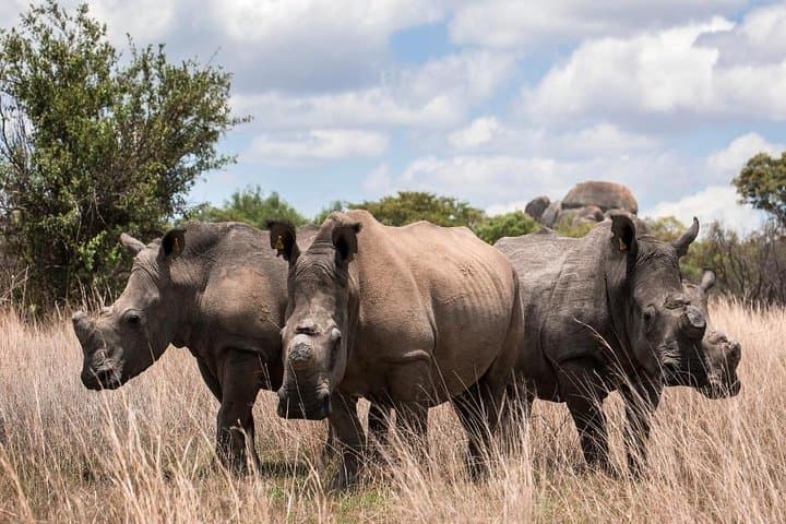 2-Day Tsavo East Safari from Mombasa: Red Elephants & Big Five Game Drives photo 4