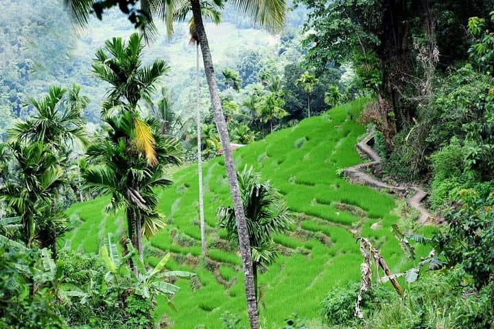 Heeloya Village Hike via Rangala: Half-Day Cultural Trek from Kandy photo 5