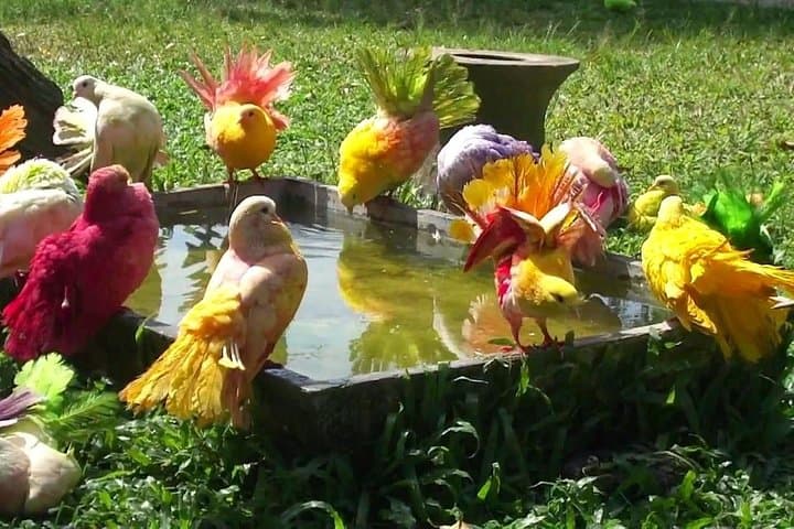 Paradise Park Samui: Mountain Gardens, Wildlife & Infinity Pool Day Trip photo 6