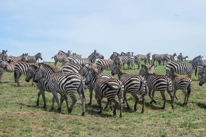 5-Day Big Five Safari from Nairobi: Maasai Mara, Lake Nakuru & Hell's Gate photo 6