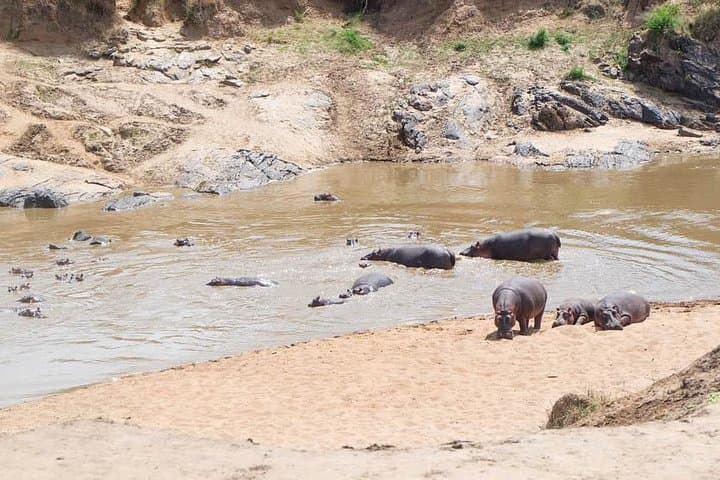 5-Day Big Five Safari from Nairobi: Maasai Mara, Lake Nakuru & Hell's Gate photo 4