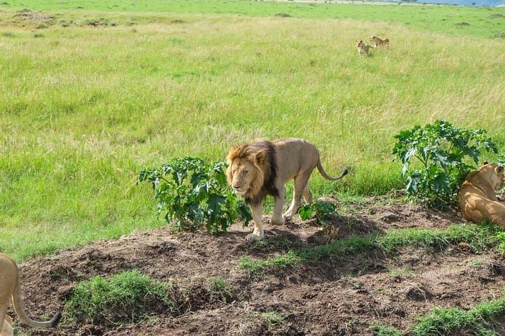 6-Day Best of Maasai Mara, Lake Nakuru & Amboseli Budget Safari photo 4