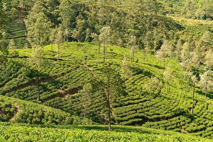 Coast and Culture: 13-Day Sri Lanka Heritage and Wildlife Journey photo 6