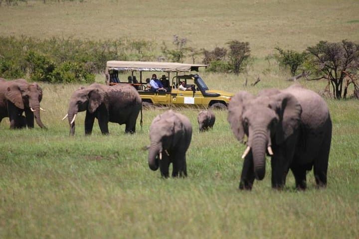 4-Day Masai Mara and Lake Nakuru Private Safari — Big Five, Flamingos & Lodge Stays