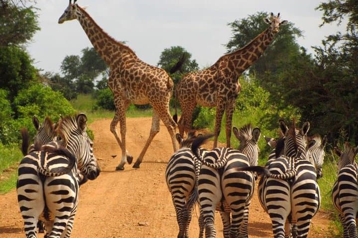 3-Day Maasai Mara Wildebeest Migration Safari — Big Five Game Drives & Tented Camp photo 3