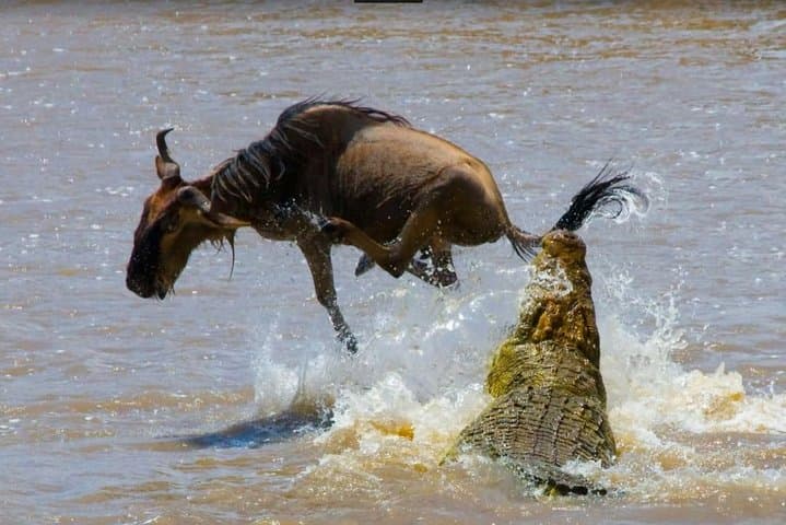 6-Day Best of Maasai Mara, Lake Nakuru & Amboseli Budget Safari photo 6